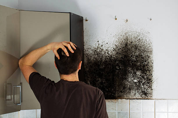 Best Black Mold Removal  in Quinnipiac University, CT